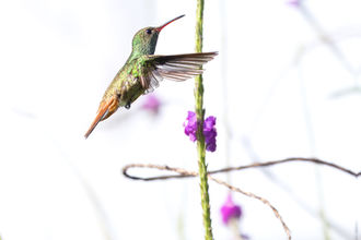 A rufous-tailed hummingbird hovering above a purple verbena flower