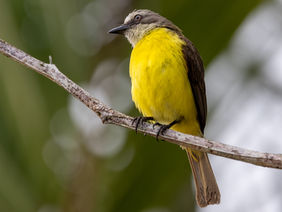 Grey-capped Flycatcher (Myiozetetes granadensis) sitting on a branch in Costa Rica