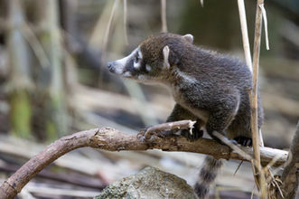 A young coati climbing on a branch, photographed during a Costa Rica tour with Will Gray Photography