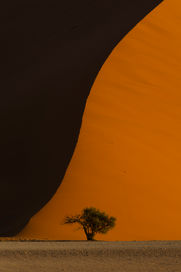 Lone tree at the base of Dune 40, Sossusvlei, Namibia, Will Gray Photography