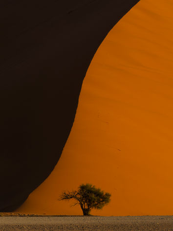 Lone tree, sand dune, Namibia, Sossusvlei, dusk, light and shade, minimalist