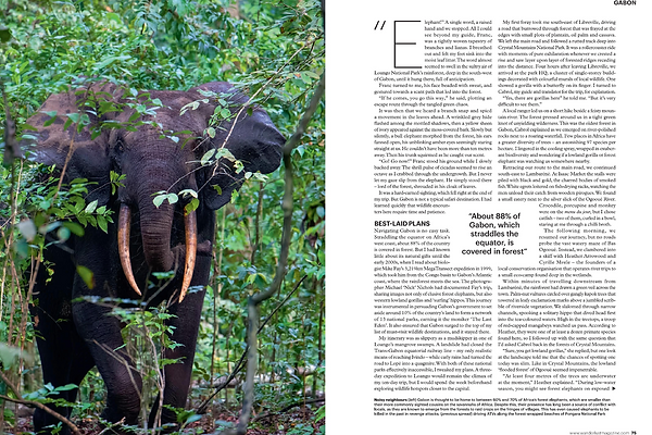 Forest elephant in Gabon