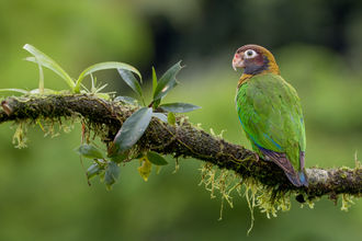 A brown-hooded parrot perched on a mossy branch