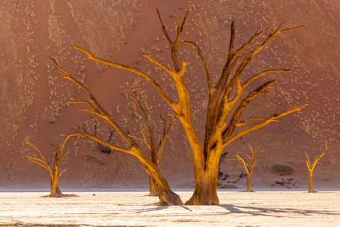 Deadvlei camelthorn trees at sunrise, Namibia, Will Gray Photography