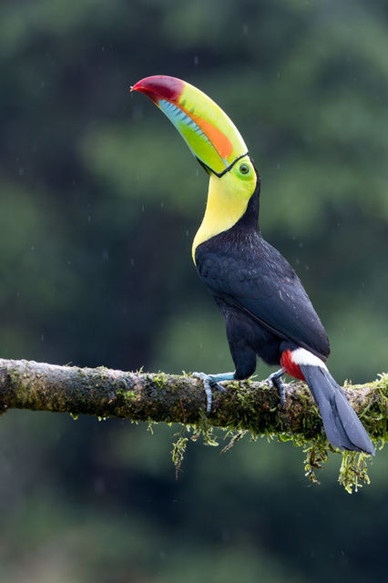 Keel-billed toucan, colourful, perched on branch, Costa Rica