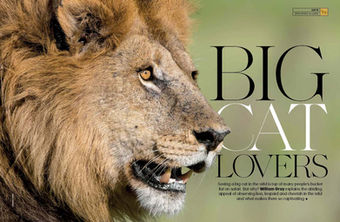 Magazine spread, lion portrait, Africa's big cats