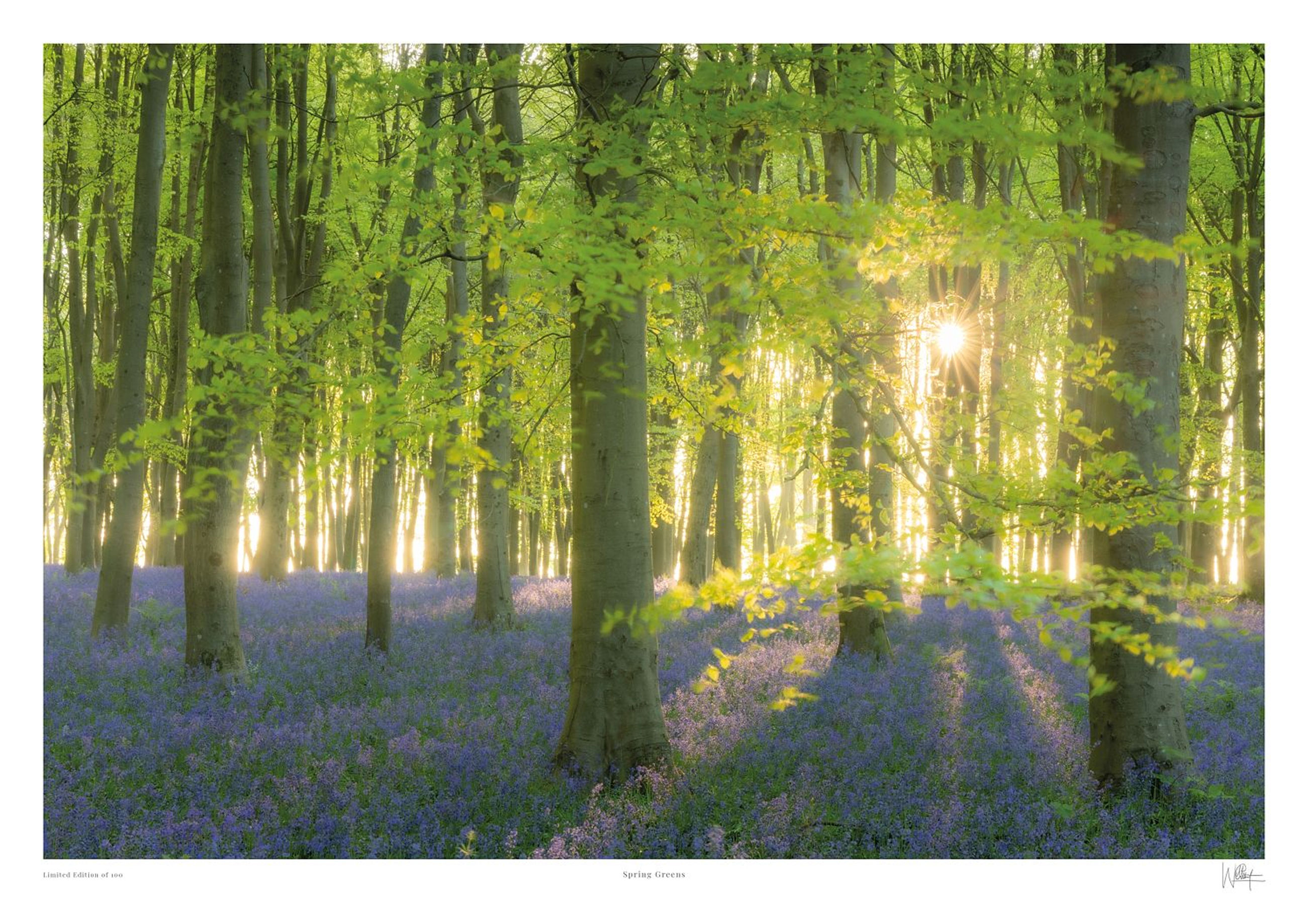 Giclée photography print of morning sun lighting up green spring beech trees at Badbury Clump by Will Gray