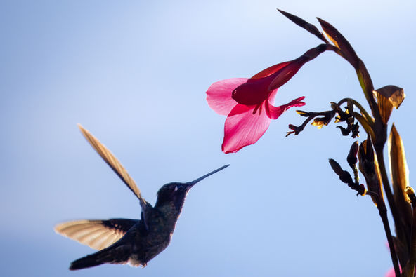 A hummingb ird feeding on a pink flower, photographed during a Costa Rica tour with Will Gray Photography