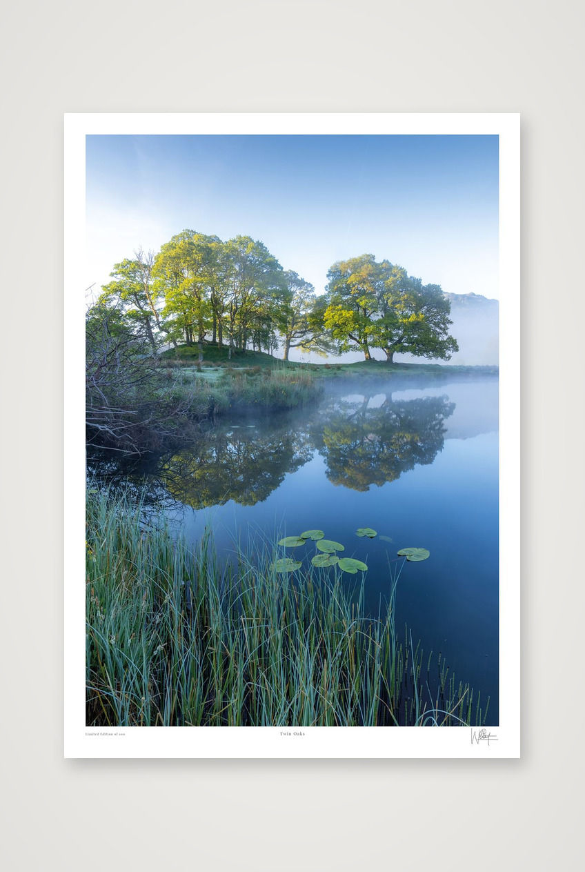 Thumbnail: Fine art photography print of the Twin Oaks emerging from the mist at Elter Water Lake District by Will Gray