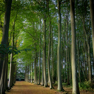BEECH AVENUE
