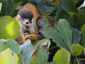 Squirrel monkey eating fruits in the jungle, Costa Rica