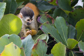 A squirrel monkey feeds on fruits on the Osa Peninsula, photographed during a Costa Rica tour with Will Gray Photography