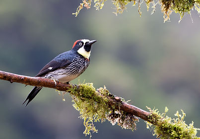 Acorn woodpecker perching on a mossy branch in the cloud forest, Cosa Rica