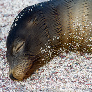 Galapagos sealion by William Gray