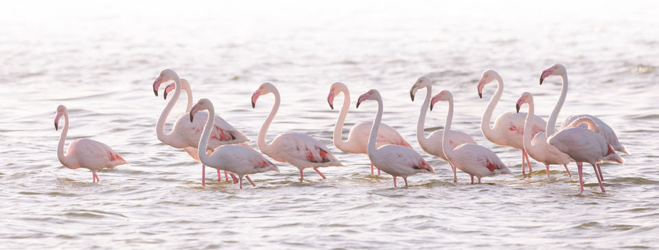 Greater flamingos on the waterfront at Walvis Bay, Namibia, Will Gray Photography