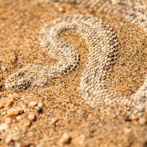 Peringuey's adder Namibia photography by Will Gray