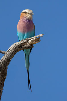 Lilac-breasted roller, Namibia, Will Gray Photography