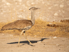 A kori bustard walks across the hot dusty plains