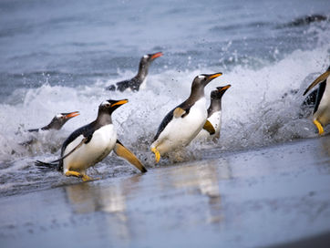 Portfolio of Falklands photographs by William Gray