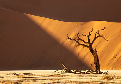 Lone tree in Deadvlei photographed at sunrise against the orange dunes of the Namib Desert, Will Gray Namibia Photography Adventure