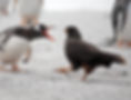 Penguin squawking at caracara on a photography holiday