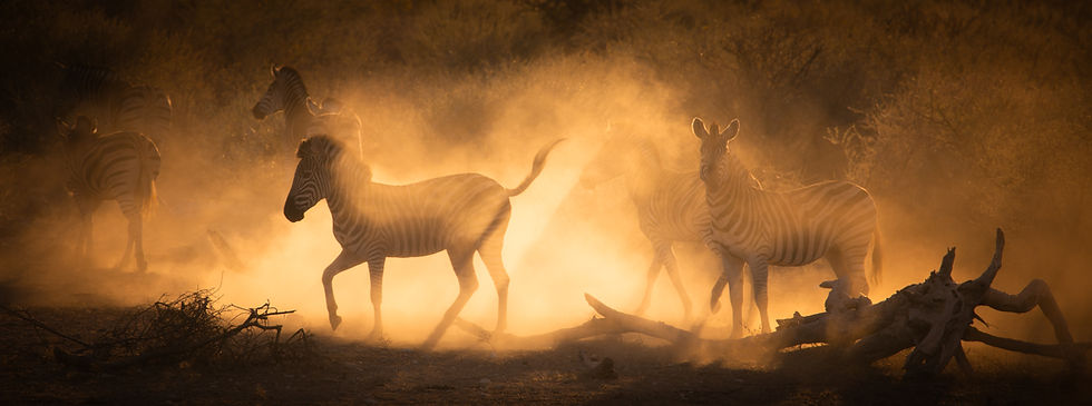 Zebra, golden African light, dusty, Will Gray Photography, Namibia