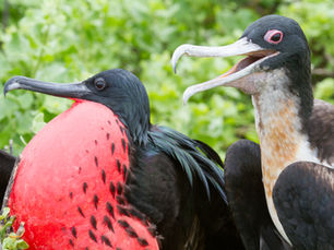 Galapgaos: Darwin's Enchanted Isles