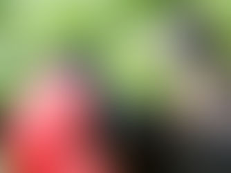 Galapgaos: Darwin's Enchanted Isles