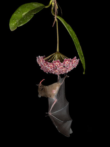 bat, Costa Rica, long-tongue nectar bat, hanging off flower, drinking nectra, night photography