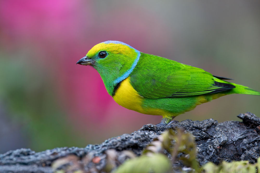 A golden-browed chlorophonia - a beautiful bird of green, yellow and blue, photographed in the cloud forests of Costa Rica