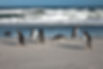 Penguins on sandy beach with waves, a photography holiday scene