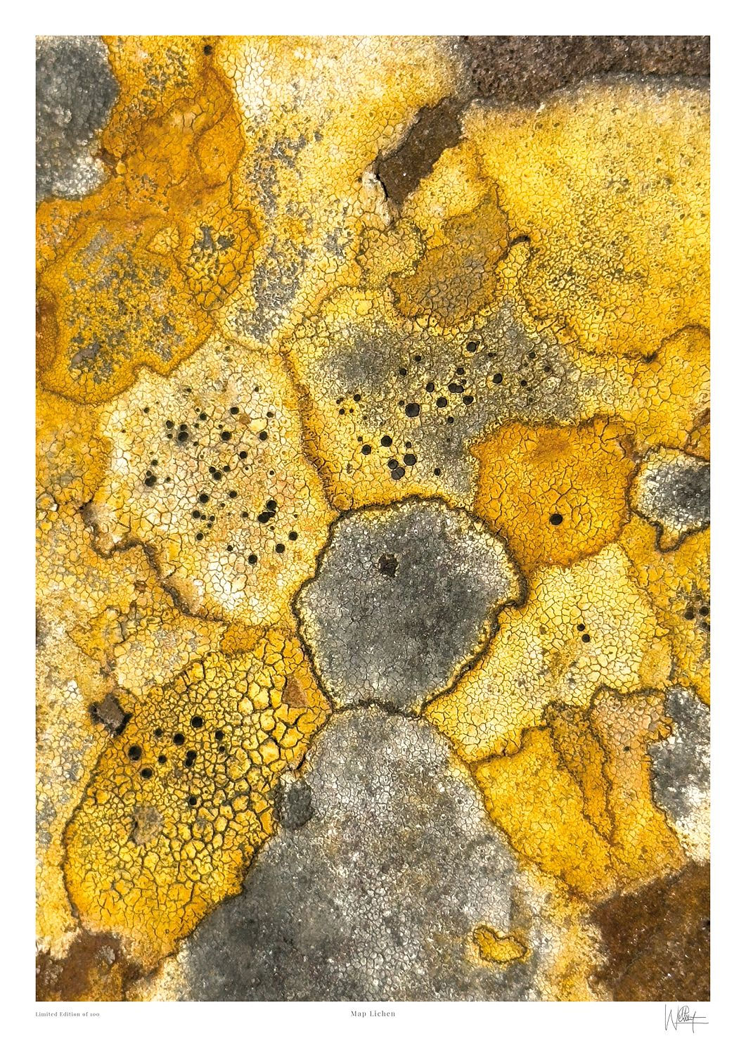 Limited edition abstract photography print of yellow map lichen on ancient Scottish sandstone by Will Gray
