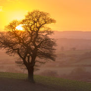 Bare tree silhouetted by orange sunset over misty hills