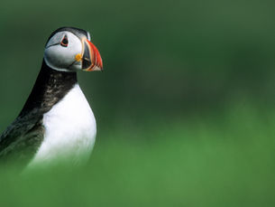 Witness a Seabird Spectacle on the Islands of Pembrokeshire
