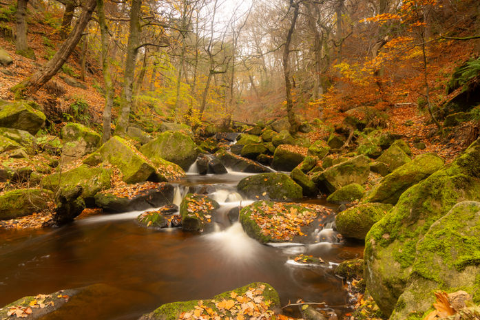 Autumn stream flowing over mossy rocks