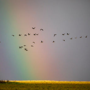 Flock of birds flying past a rainbow in Costa Rica wildlife photography.