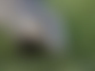 It's September: Go Badger Watching in Dorset