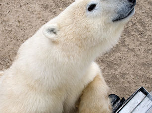 What to do in October: Eye to Eye with Ice Bears in Churchill, Canada
