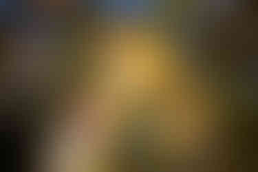 Multicoloured canopy of alder trees in the Cotswolds, dark trunks soaring up to a patchwork of red, orange, yellow and green