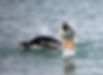 Penguin leaping from water, ideal for a photography holiday