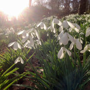 White snowdrop flowers in the Cotswolds, bathed in sunlight