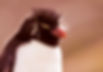 Rockhopper penguin for a photography holiday