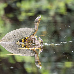 Costa Rica wildlife photography of a turtle in water