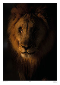 Fine art print of male lion in warm side light by Will Gray