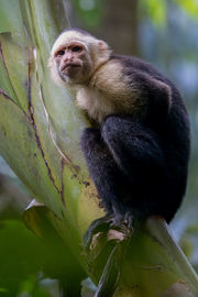 Photograph of an angry-looking white faced capuchin monkey, scratching biting ants as it sits in a tree in the jungle of Costa Rica, photographed during a Costa Rica tour with Will Gray Photography