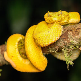 Yellow Eyelash Viper, Costa Rica wildlife photography