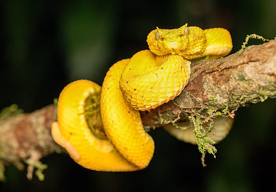 A bright yellow eyelash pit viper stares directly he camera, photographed by Will Gray in Costa Rica