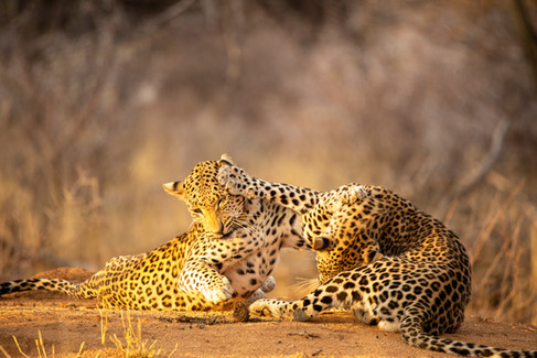 Mother and cub leopard play fighting, Okonjima, Namibia