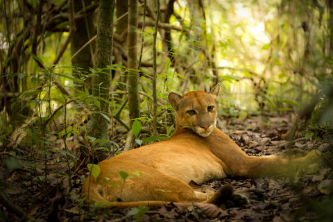 A wild puma lying in the rainforests of Costa Rica's Corcovado National Prk, by Will Gray Photography