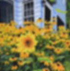 sunflower susans